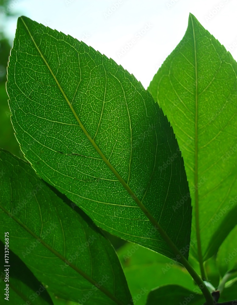 Obraz premium Close-up of vibrant green leaves