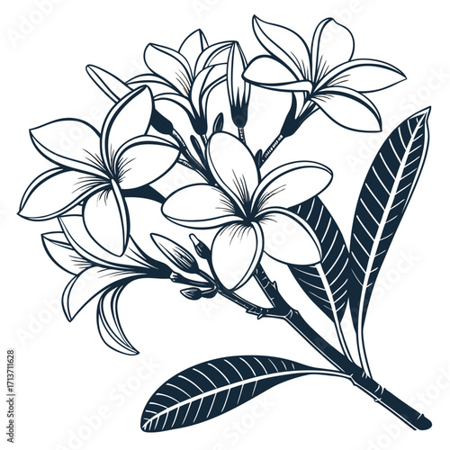evergreen plumeria white flower vector