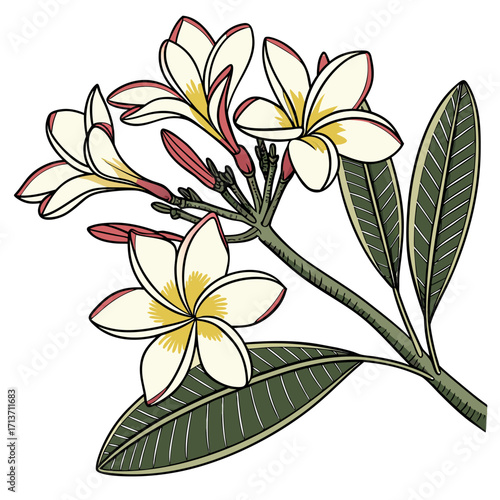 evergreen plumeria white flower with leaves 