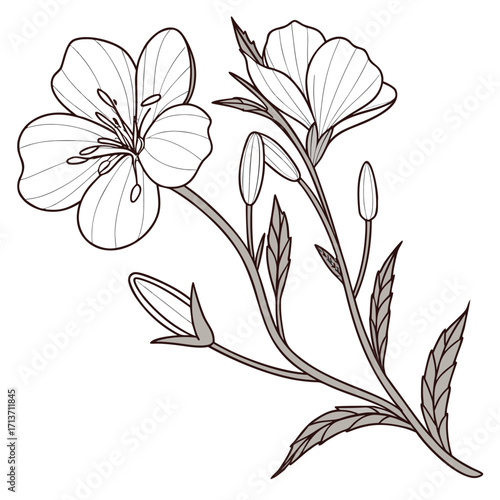 evening primrose vector