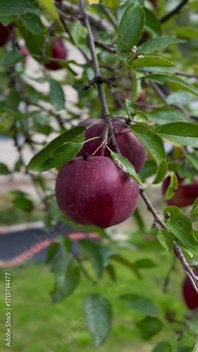 Apple trees in the garden with ripe red apples ready for harvest during autumn