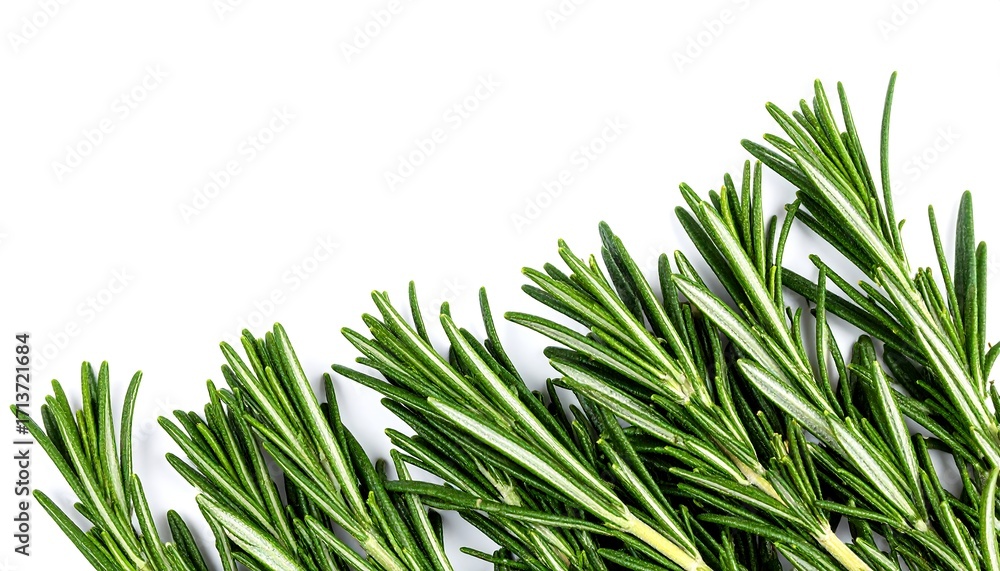 Fototapeta premium Fresh rosemary sprigs arranged on white background