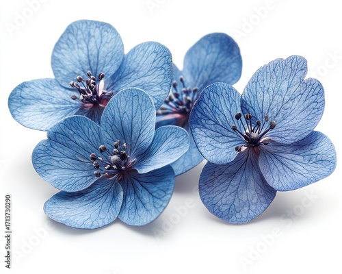 Delicate blue flowers on white background.  Close-up, studio shot