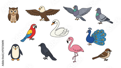 Avian Anthology: An eclectic collection of avian illustrations, representing the diverse beauty and captivating forms found within the world of birds.