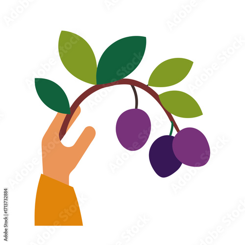 Hand reaching for ripe plums on a branch with green leaves