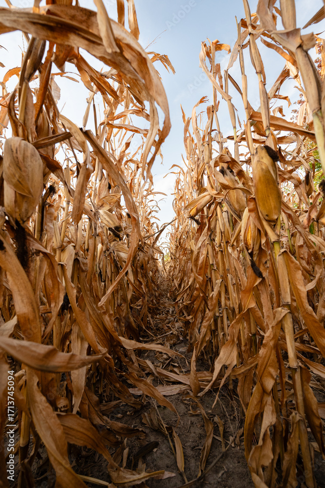 custom made wallpaper toronto digitalDried corn stalks standing tall in a field during fall harvest season