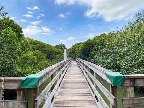Mangrove Pathway: Elevated Boardwalk Through Lush Wetland Under Partly Cloudy Sky