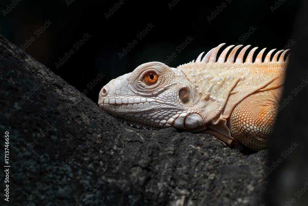 Fototapeta premium Close up an albino iguana on a tree