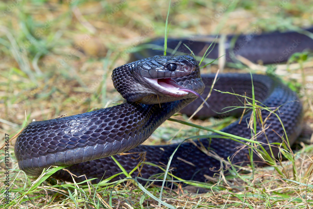 Fototapeta premium Big black boiga snake attack aggressively