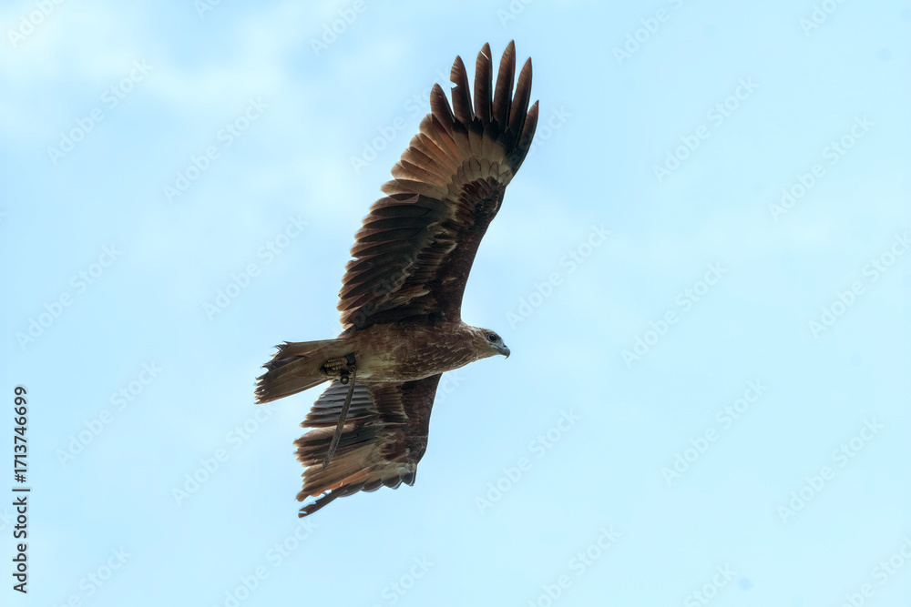 Fototapeta premium Changeable hawk eagle is flying in the sky