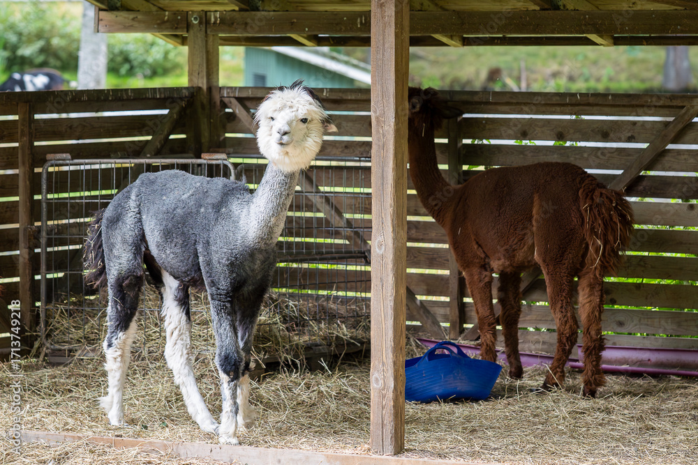 Fototapeta premium One grey and white alpaca stands in the foreground, brown alpaca in the background. A group of alpacas rests in a shaded wooden enclosure with hay feeders. 