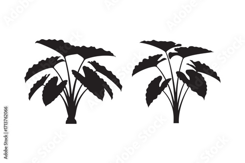 Colocasia tree silhouette vector illustration, Set of Colocasia tree silhouette vector 