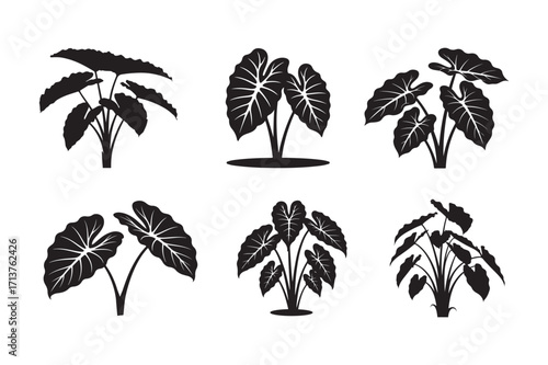 Colocasia tree silhouette vector illustration, Set of Colocasia tree silhouette vector 