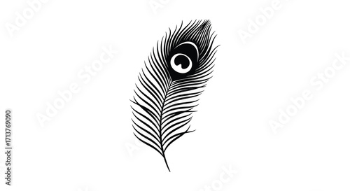 A single black and white peacock feather with detailed eye spot
