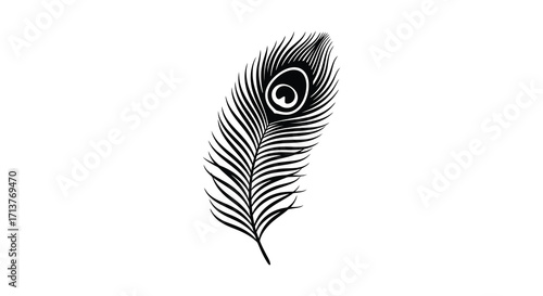 Elegant black and white illustration of a single peacock feather displayed