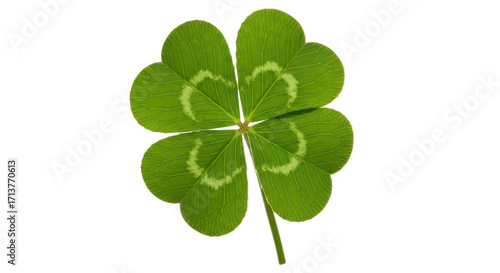 Obraz na płótnie Isolated four leaf clover, shamrock for luck, Irish symbol, St
