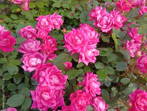 綺麗なピンク色のバラの花