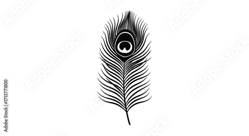Detailed black and white illustration of a single peacock feather