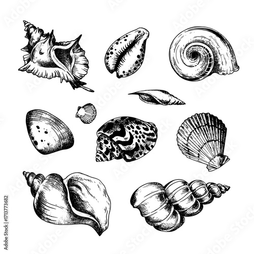 Seashells set  hand drawn, drawing ink. Tropical beach shells. Minimalist line art. Summer vacation design elements for trendy prints, label, menu cover.