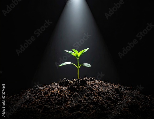 Small Plant Growing Under Spotlight.