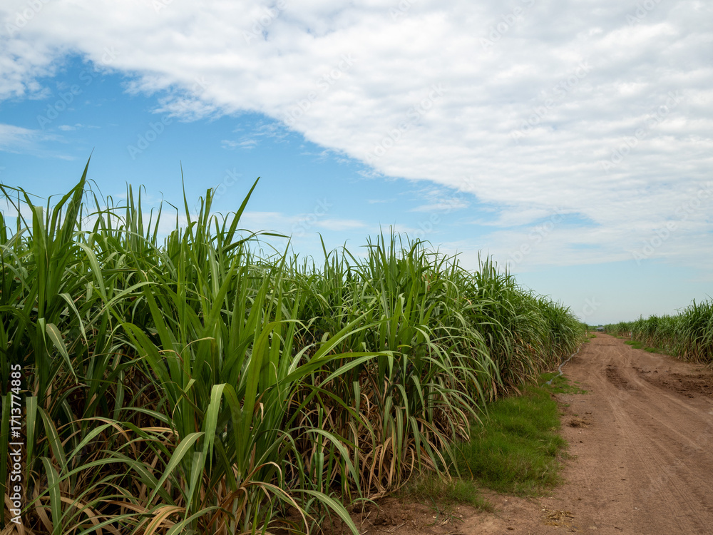 custom made wallpaper toronto digitalSugarcane fields, blue sky and clear sky days in Thailand.