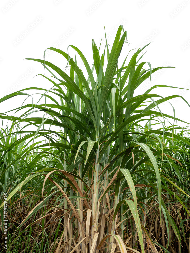 Obraz premium Sugarcane on transparent background with clipping path, suitable for print and web pages.