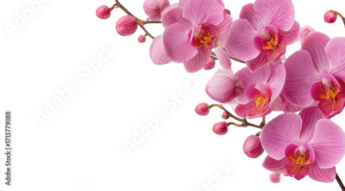 Pink orchid blossoms on dark background