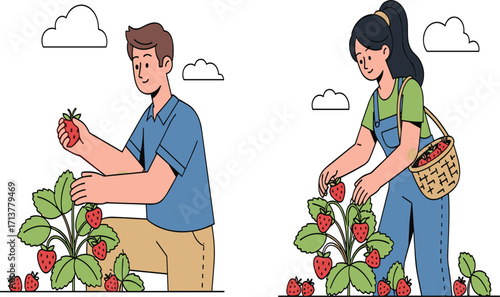Strawberry harvest, farm workers, fresh fruit picking, agriculture, outdoor garden, ripe berries, organic farming, rural lifestyle, healthy food, summer crop