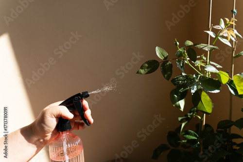 Pink spray bottle with fresh rose bush and on sunny background