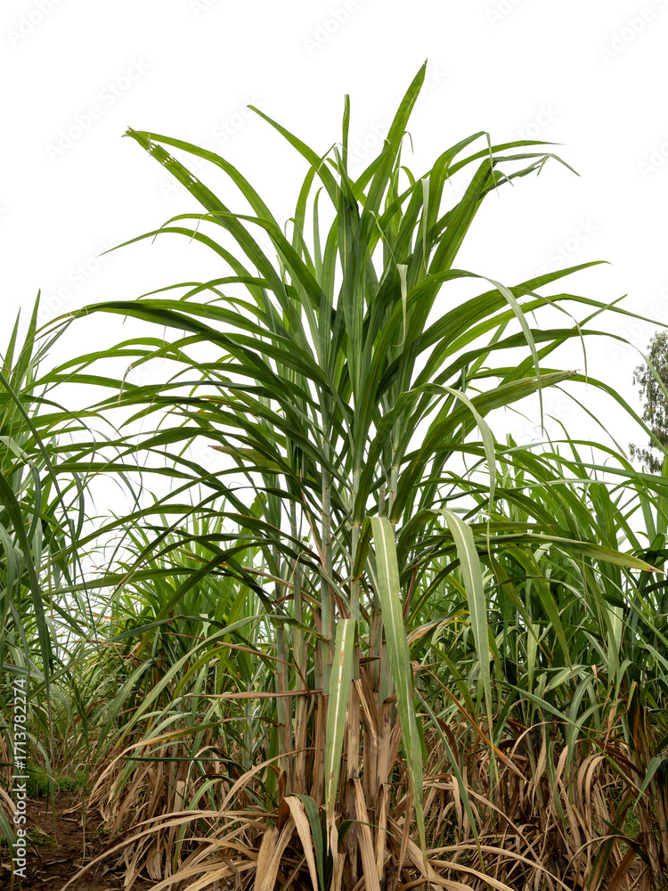Obraz premium Sugarcane on transparent background with clipping path, suitable for print and web pages.