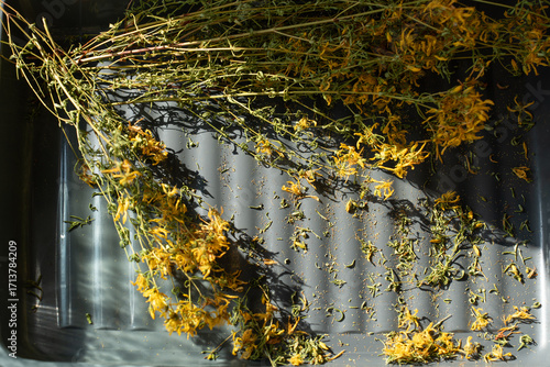 dried St. John's wort ,Hypericum with yellow flowers on a gray background