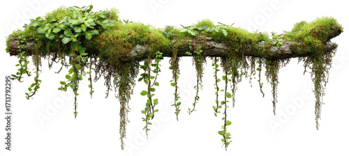 Lush moss-covered log with hanging plants
