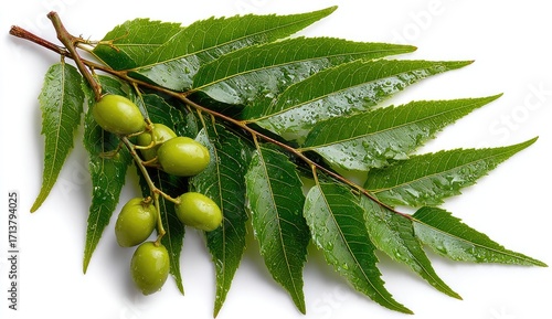 A sprig of neem with vibrant green leaves and unripe, oval-shaped fruits, glistening with moisture, set against a stark white background
