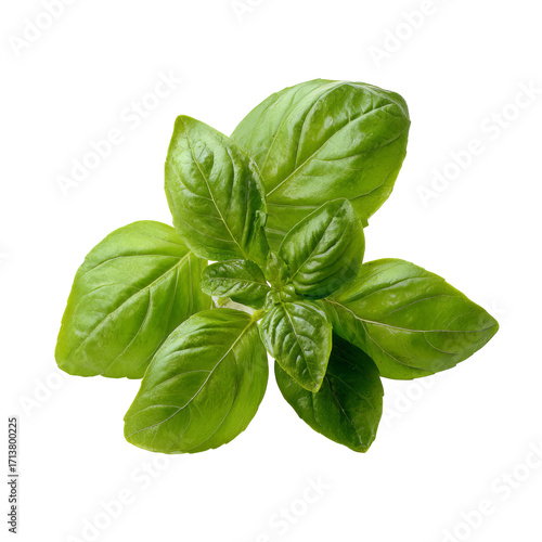 Close-up of fresh basil leaves (2)