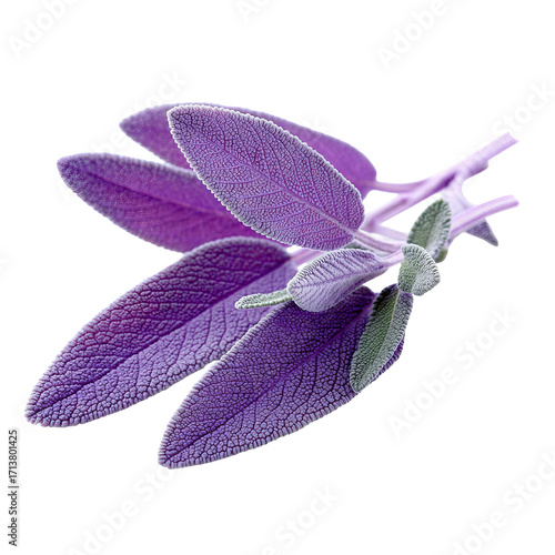 Close-up of vibrant purple sage leaves