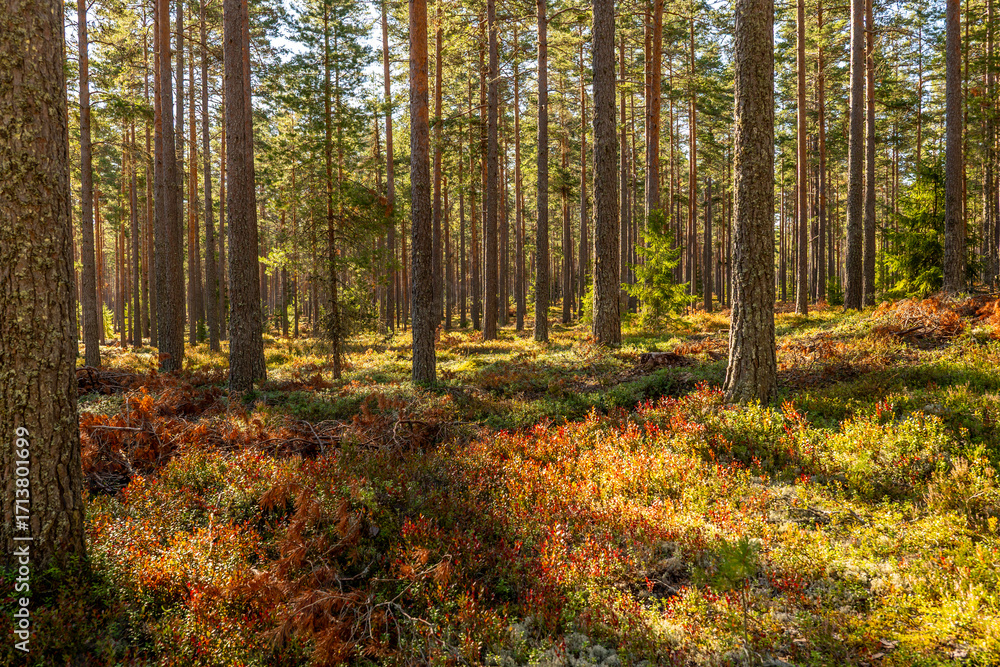Obraz premium Magical fairytale pine tree forest in autumn forest therapy and stress relief