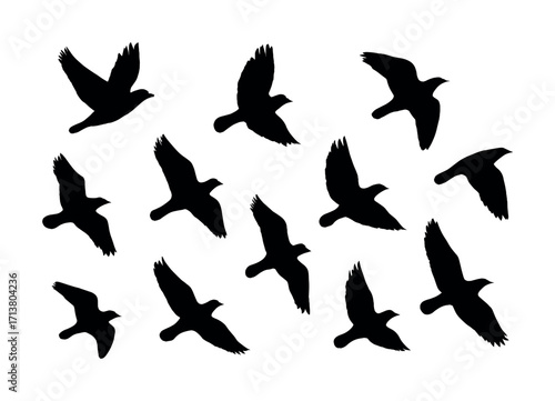 Silhouette of flock of birds in flight against white background