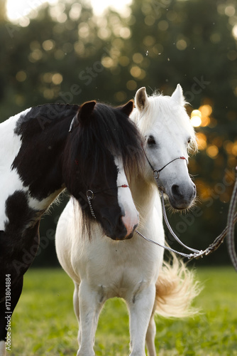 Two ponies stand side by side in a green meadow behind the sunset. blurred background. sunset time