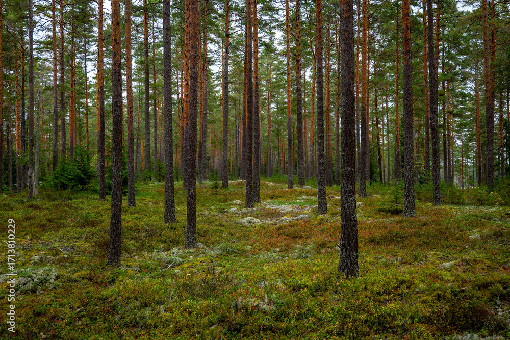 Obraz premium Magical fairytale pine tree forest in autumn forest therapy and stress relief