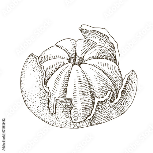 Peeled ripe tangerine vector illustration