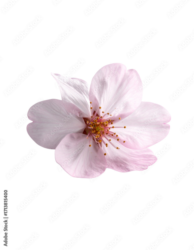 Naklejka premium Bright pink flowers in spring on a white background