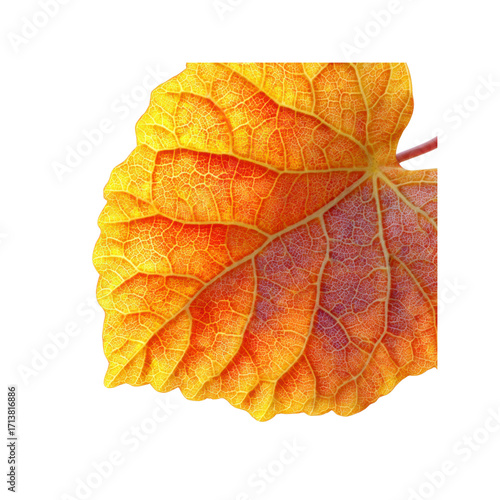 Wallpaper Mural Vibrant Autumn Leaf Detail Close-up of a Translucent Fall Leaf with Intricate Vein Structure Torontodigital.ca