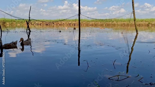 Ducks Swimming in a Reflective Pond with a Natural Background and Clear Sky