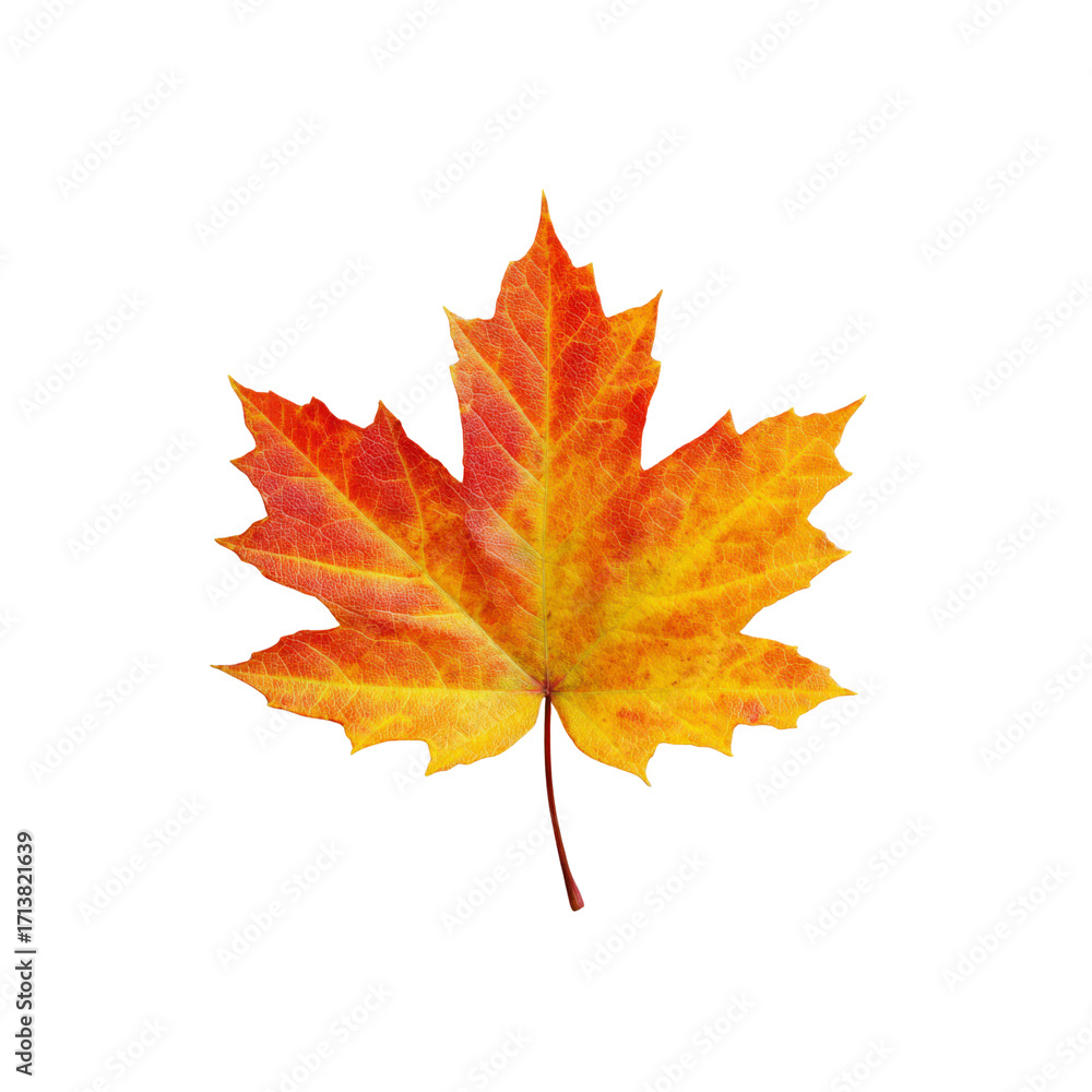 Fototapeta premium Vibrant Autumn Maple Leaf Isolated on Black Background