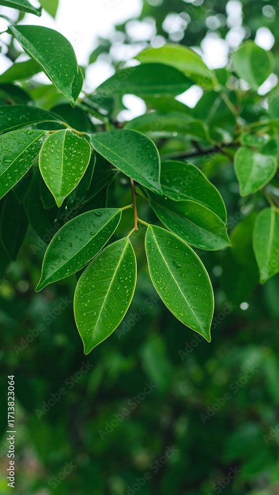 Obraz premium Lush green leaves after rain
