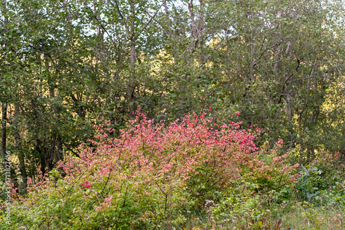 Cuadro en lienzo euonymus europaeus shrub in forest, pink autumn foliage, wild spindle bush