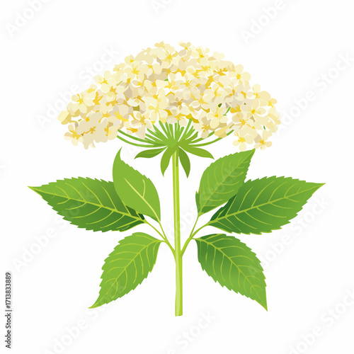 Holunderblüte
