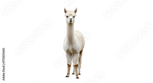 Isolated alpaca standing at attention, looking directly at camera on seamless backdrop