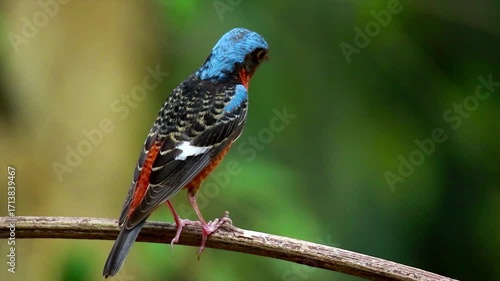 The Blue rock-thrush bird in nature