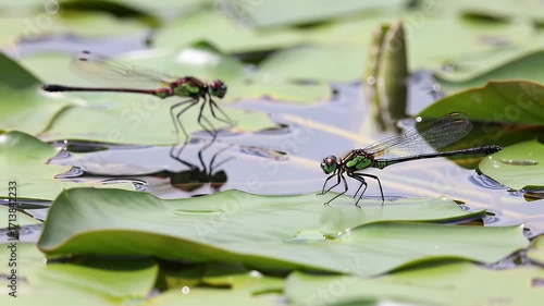 Two Dragonflies on Lily Pads